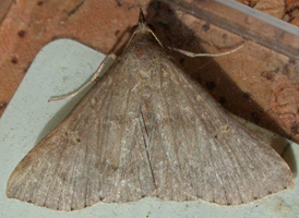 Yellow-spotted Renia